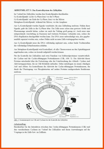 Zellzyklus Arbeitsblatt