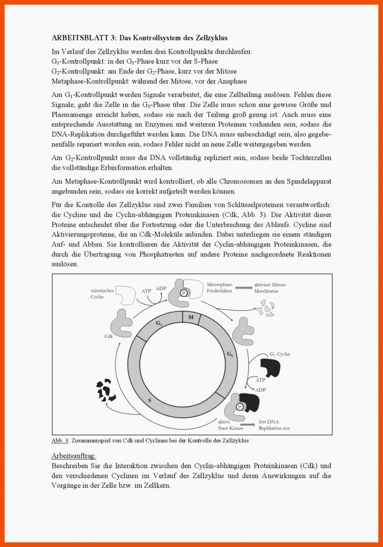 Das Kontrollsystem des Zellzyklus - Arbeitsblatt - Docsity für zellzyklus arbeitsblatt