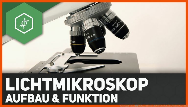 Das Lichtmikroskop â Aufbau und Funktion für mikroskop aufbau und funktion arbeitsblatt
