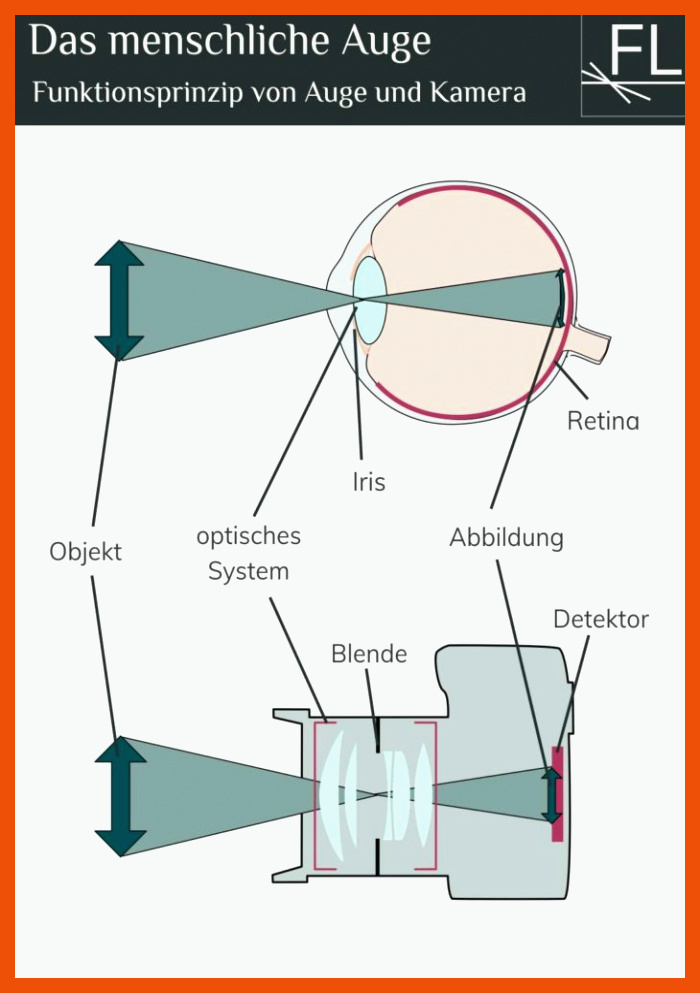 Das menschliche Auge â Aufbau und Funktion - Fokuspunkt.Licht für vergleich auge kamera arbeitsblatt