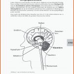 Das Menschliche Gehirn Fuer Das Nervensystem Des Menschen Arbeitsblatt