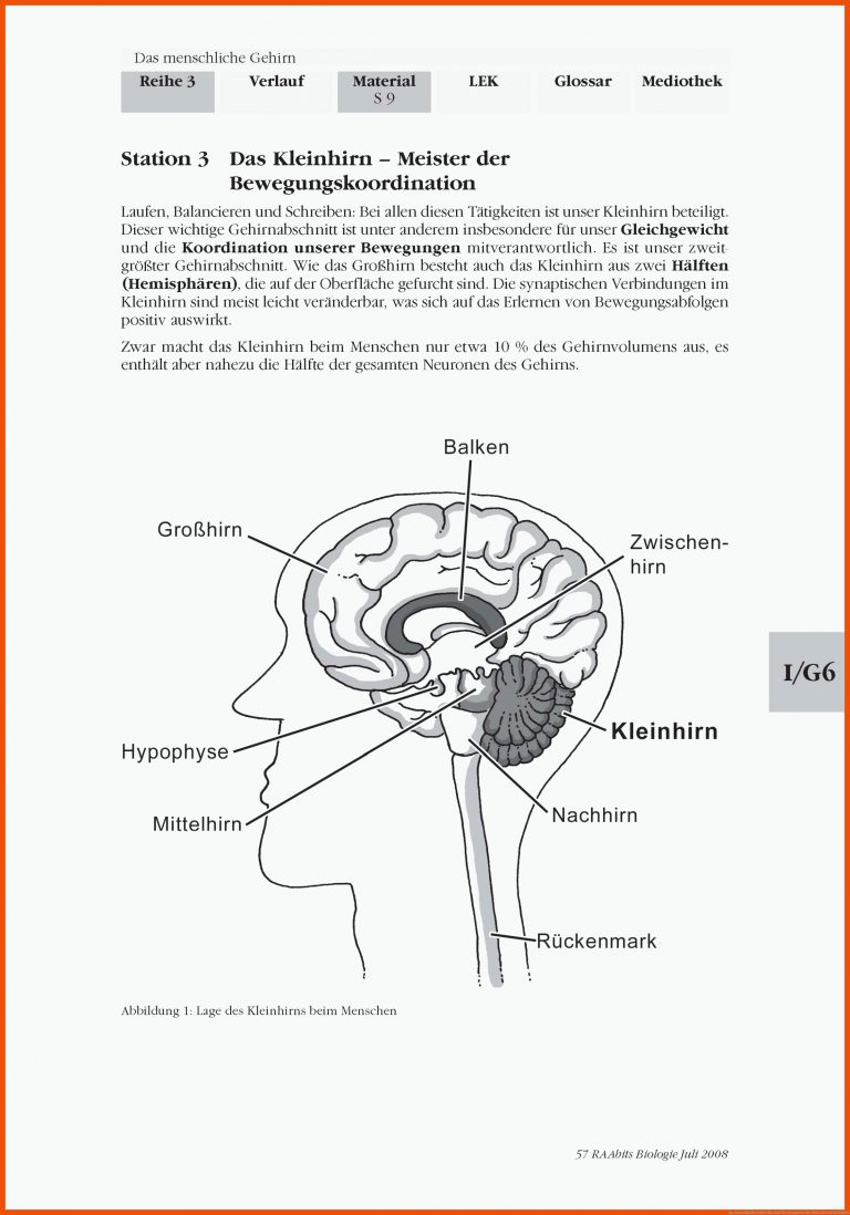 Das menschliche Gehirn für das nervensystem des menschen arbeitsblatt