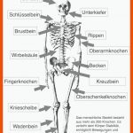 Das Menschliche Skelett - Beschriftet (lehrmaterial) Anatomie ... Fuer Arbeitsblätter Anatomie Pdf