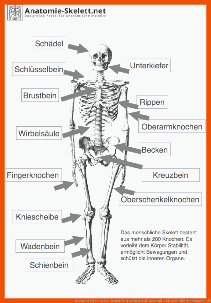 Das menschliche Skelett - beschriftet (Lehrmaterial) | Anatomie ... für arbeitsblätter anatomie pdf