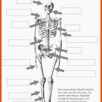 Das Menschliche Skelett - Beschriftet (lehrmaterial) Anatomie ... Fuer Das Skelett Des Menschen Arbeitsblatt