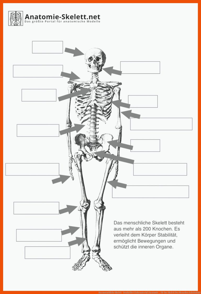 Das menschliche Skelett - beschriftet (Lehrmaterial) | Anatomie ... für das skelett des menschen arbeitsblatt