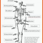 Das Menschliche Skelett - Beschriftet (lehrmaterial) Anatomie ... Fuer Skelett Arbeitsblatt Kostenlos