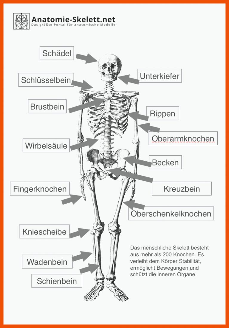 Das menschliche Skelett - beschriftet (Lehrmaterial) | Anatomie ... für skelett arbeitsblatt kostenlos