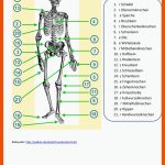 Das Menschliche Skelett - Deutsch Daf Arbeitsblatter Fuer Das Skelett Des Menschen Arbeitsblatt