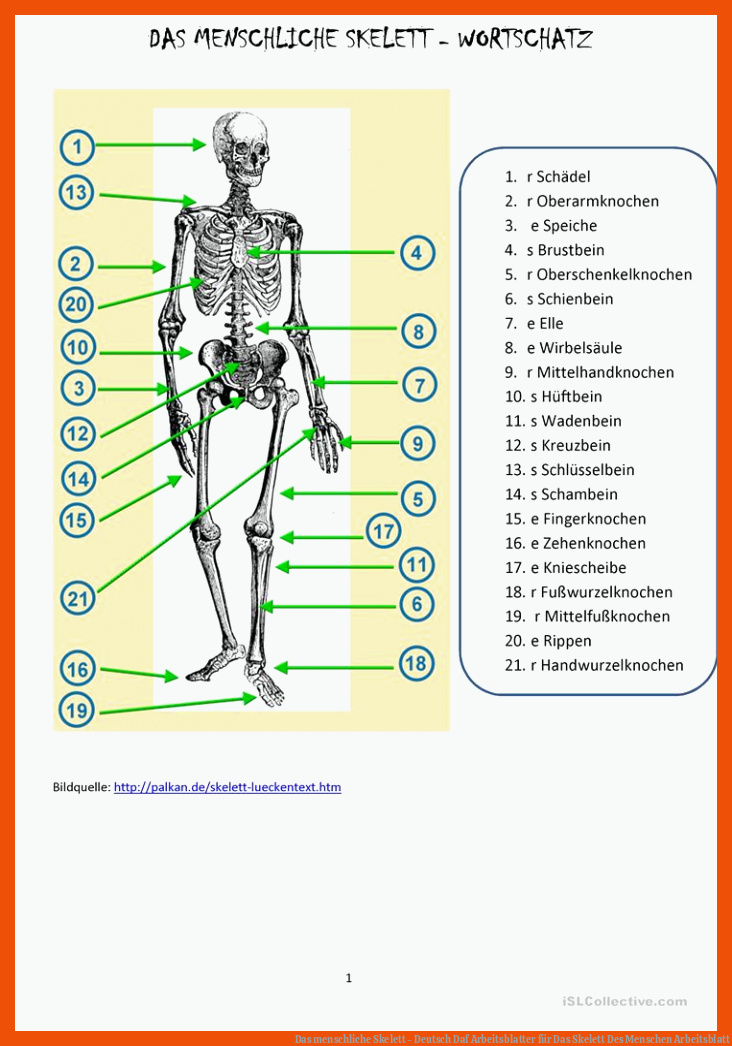 Das menschliche Skelett - Deutsch Daf Arbeitsblatter für das skelett des menschen arbeitsblatt