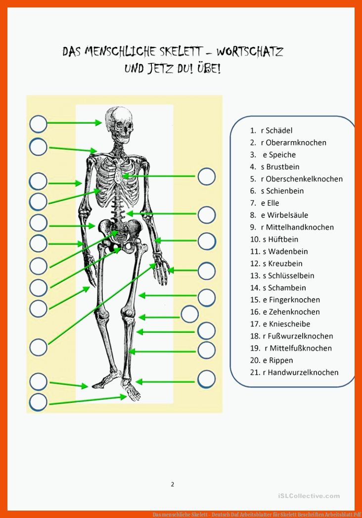 Das menschliche Skelett - Deutsch Daf Arbeitsblatter für skelett beschriften arbeitsblatt pdf