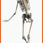 Das Menschliche Skelett â Lernen Im Netz Fuer Das Skelett Des Menschen Arbeitsblatt