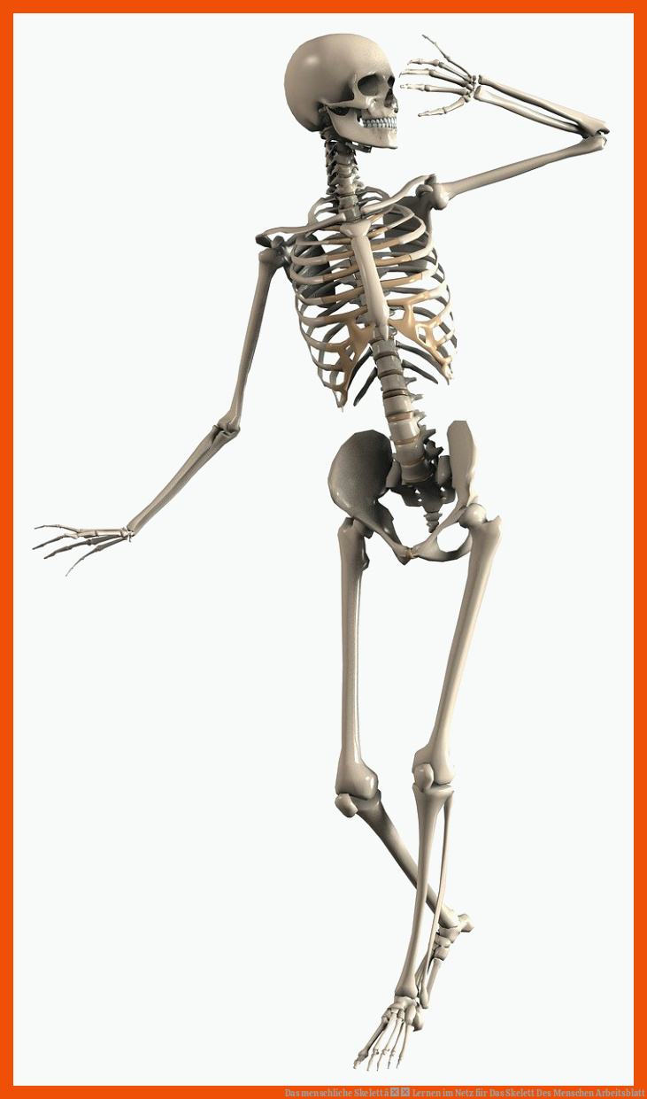 Das menschliche Skelett â Lernen im Netz für das skelett des menschen arbeitsblatt