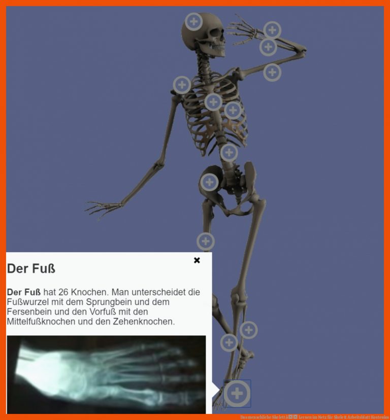 Das menschliche Skelett â Lernen im Netz für skelett arbeitsblatt kostenlos