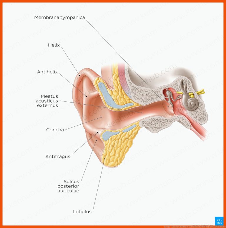 Das Ohr - Anatomie, Strukturen Und Funktion Kenhub Fuer Das Ohr Arbeitsblätter
