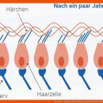 Das Ohr - Aufbau Und Funktion Cotral Lab Fuer Aufbau Des Ohres Arbeitsblatt