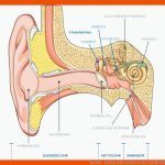 Das Ohr - Aufbau Und Funktion Cotral Lab Fuer Aufbau Knochen Arbeitsblatt