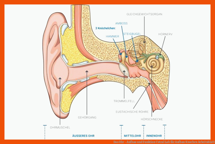 Das Ohr - Aufbau und Funktion | Cotral Lab für aufbau knochen arbeitsblatt