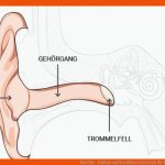 Das Ohr - Aufbau Und Funktion Cotral Lab Fuer Das Ohr Arbeitsblatt Mit Lösungen