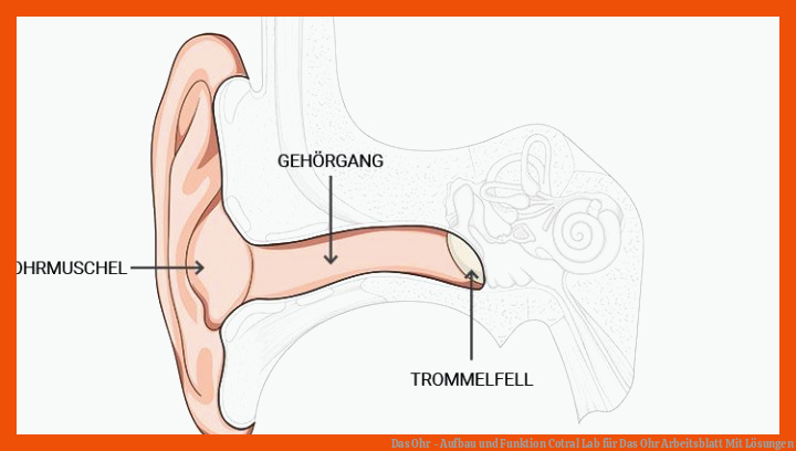 Das Ohr - Aufbau und Funktion | Cotral Lab für das ohr arbeitsblatt mit lösungen
