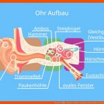 Das Ohr â¢ Einfach ErklÃ¤rt: Aufbau Und Funktion Â· [mit Video] Fuer Das Ohr Arbeitsblatt Mit Lösungen