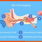 Das Ohr â¢ Einfach ErklÃ¤rt: Aufbau Und Funktion Â· [mit Video] Fuer Hörvorgang Arbeitsblatt