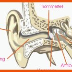 Das Ohr Fuer Das Ohr Arbeitsblatt Mit Lösungen