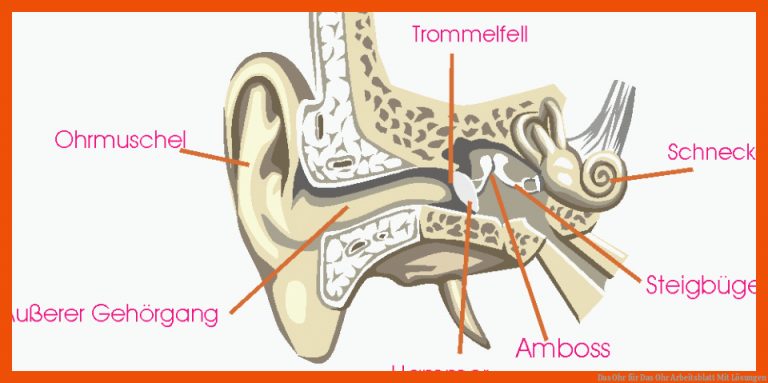 Das Ohr für das ohr arbeitsblatt mit lösungen