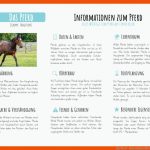 Das Pferd - Materialguru Fuer Arbeitsblatt Pferd Biologie