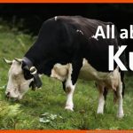 Das Rind Als Nutztier Doku Ã¼ber KÃ¼he & Co Fuer Biologie 5 Klasse Gymnasium Rind Wiederkäuer Arbeitsblatt