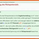 Das Ruhepotenzial Fuer Ruhepotential Arbeitsblatt