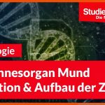 Das Sinnesorgan Mund: Funktion Und Aufbau Der Zunge Fuer Zunge Geschmackszonen Arbeitsblatt