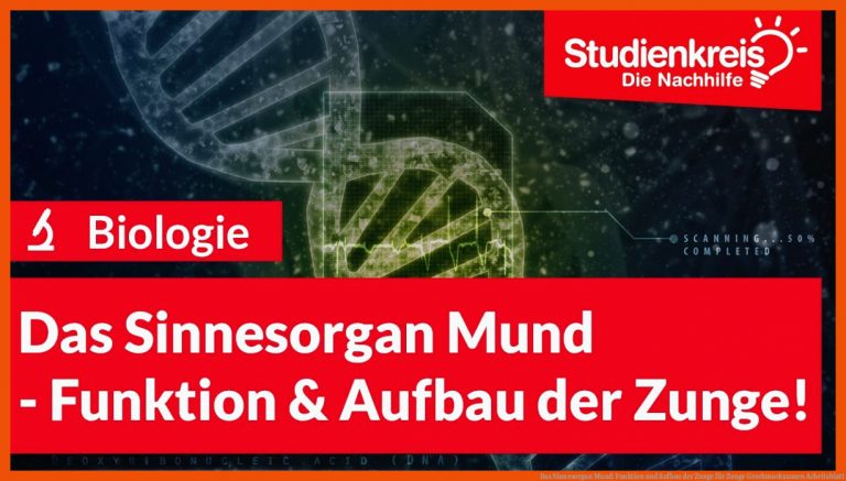 Das Sinnesorgan Mund: Funktion Und Aufbau Der Zunge Fuer Zunge Geschmackszonen Arbeitsblatt