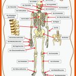 Das Skelett Des Menschen - Deutsch Daf Arbeitsblatter Fuer Das Skelett Des Menschen Arbeitsblatt