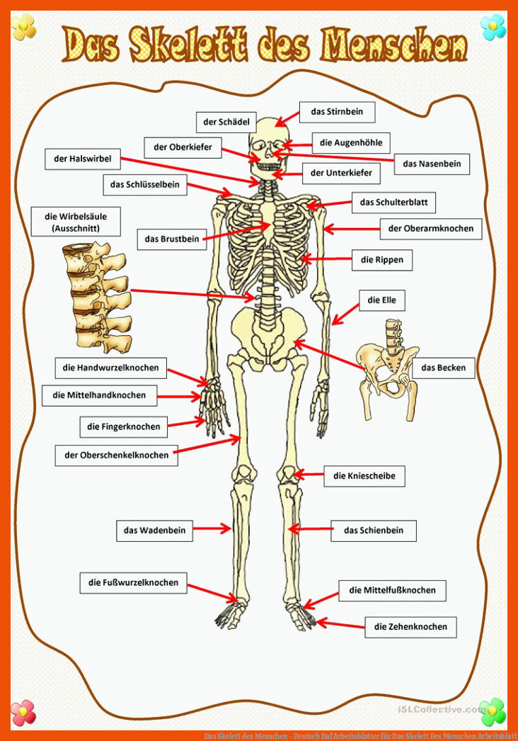 Das Skelett des Menschen - Deutsch Daf Arbeitsblatter für das skelett des menschen arbeitsblatt