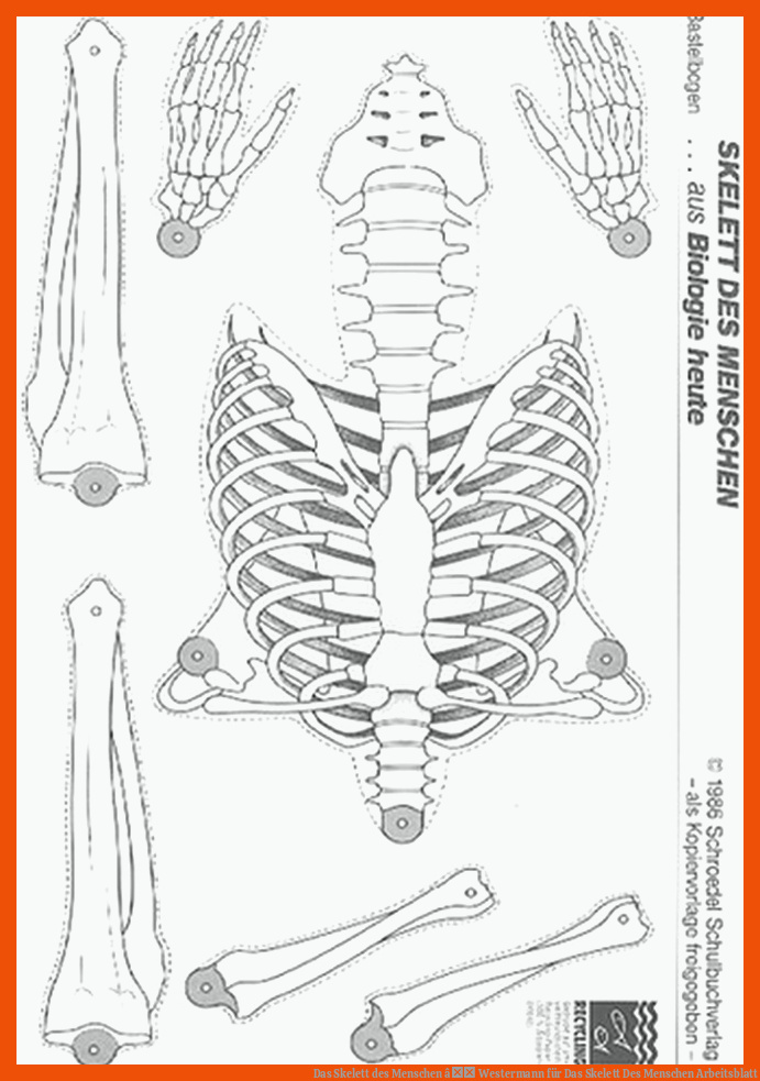 Das Skelett des Menschen â Westermann für das skelett des menschen arbeitsblatt