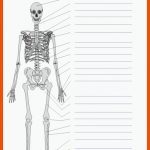 Das Skelett Fuer Das Skelett Des Menschen Arbeitsblatt