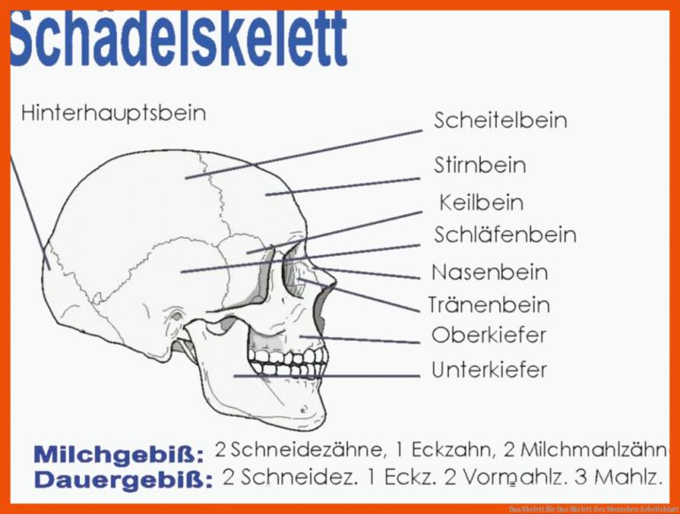 Das Skelett für das skelett des menschen arbeitsblatt