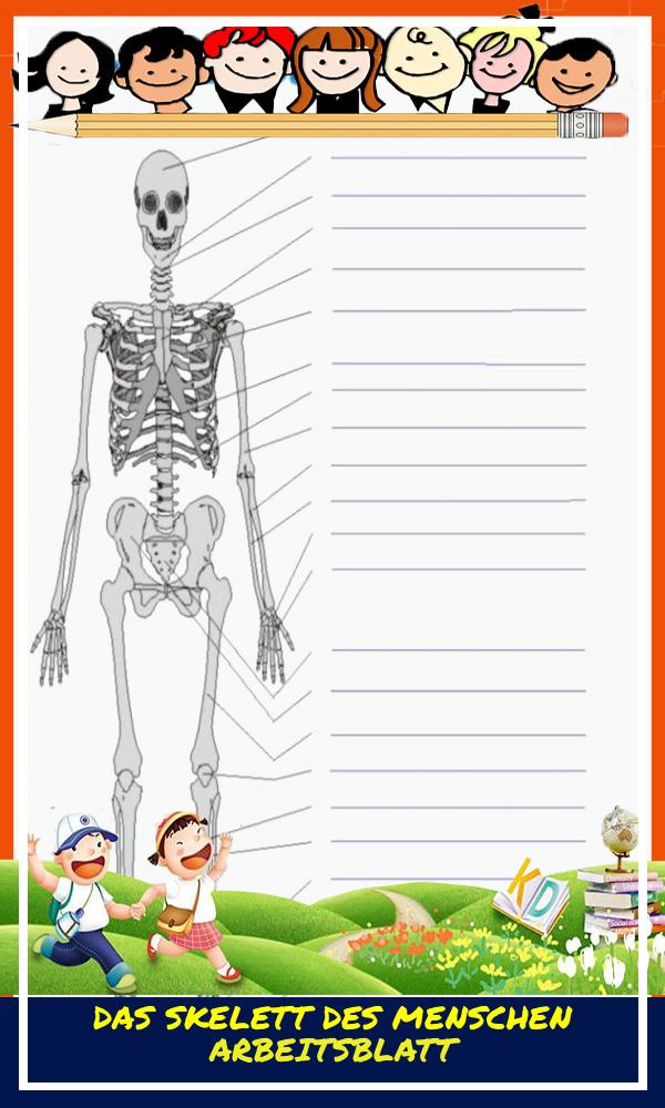 Das Skelett Des Menschen Arbeitsblatt