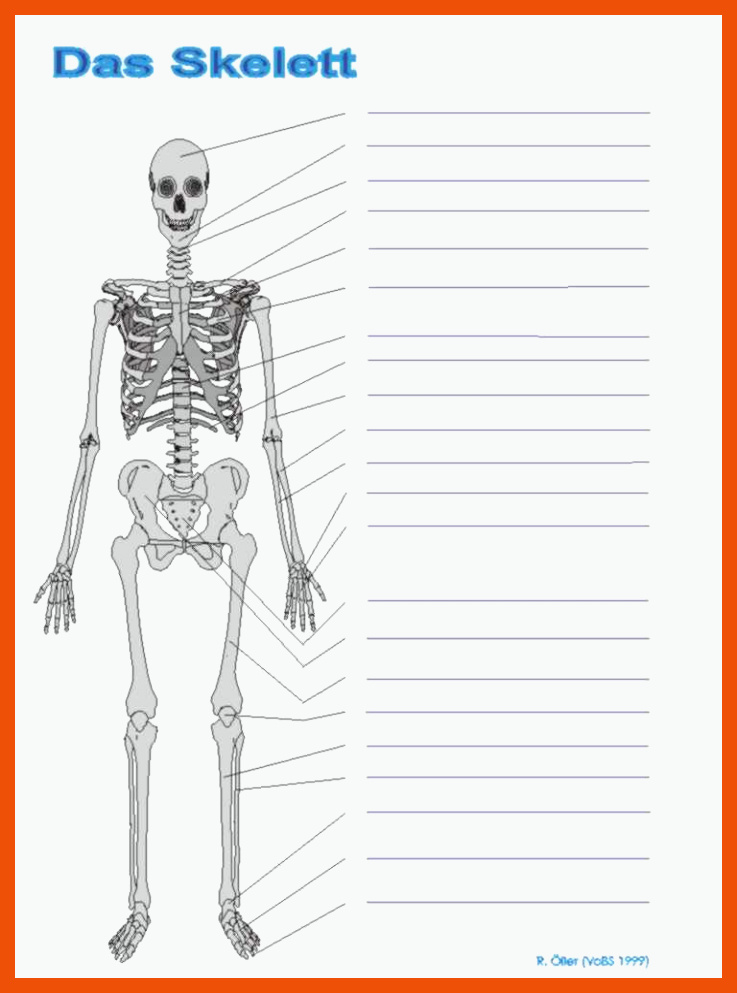 Das Skelett für das skelett des menschen arbeitsblatt