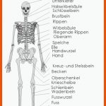 Das Skelett Fuer Haltungsschäden Arbeitsblatt