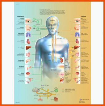 Nervensystem Arbeitsblatt