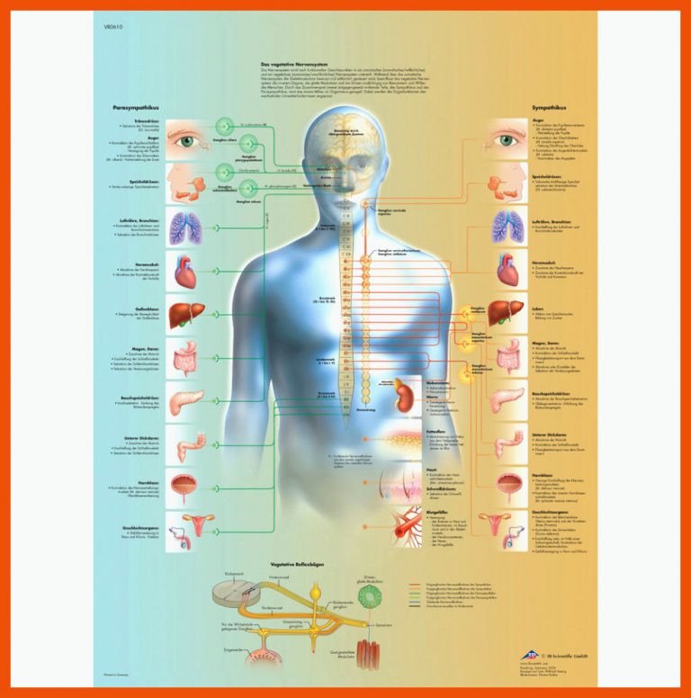 Das vegetative Nervensystem - Poster-W-21117UB für nervensystem arbeitsblatt