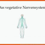 Das Vegetative Nervensystem - Ppt Video Online Herunterladen Fuer Das Vegetative Nervensystem Arbeitsblatt