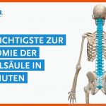 Das Wichtigste Zur Anatomie Der WirbelsÃ¤ule In 20 Minuten - Youtube Fuer Aufbau Der Wirbelsäule Arbeitsblatt