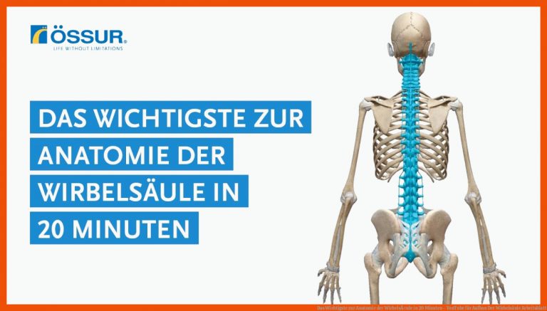 Das Wichtigste Zur Anatomie Der WirbelsÃ¤ule In 20 Minuten - Youtube Fuer Aufbau Der Wirbelsäule Arbeitsblatt