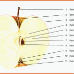 Datei:bestandteile Des Apfels 01 (fcm).jpg â Wikipedia Fuer Apfel Aufbau Arbeitsblatt