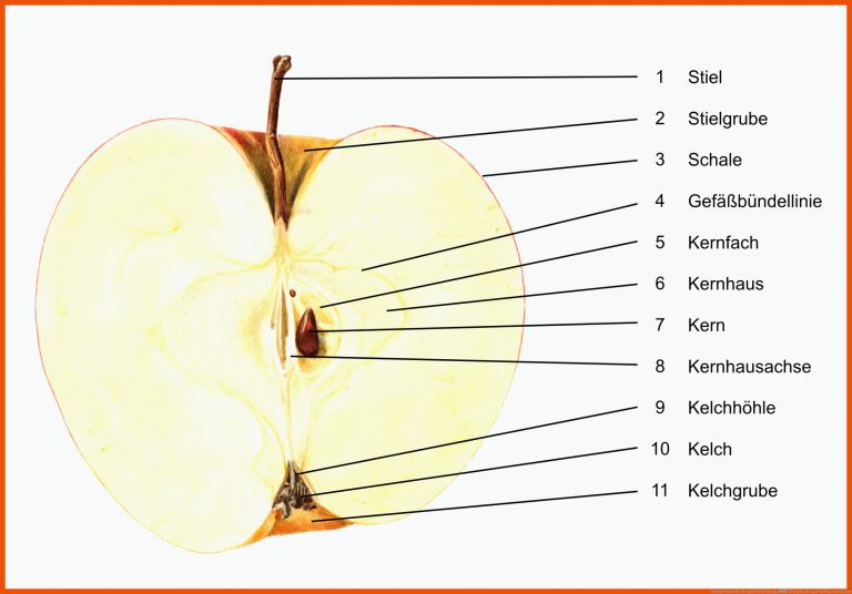 Datei:Bestandteile des Apfels 01 (fcm).jpg â Wikipedia für apfel aufbau arbeitsblatt