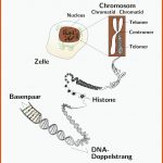 Datei:chromosom Und Dna.png â Wikipedia Fuer Aufbau Eines Chromosoms Arbeitsblatt Lösungen