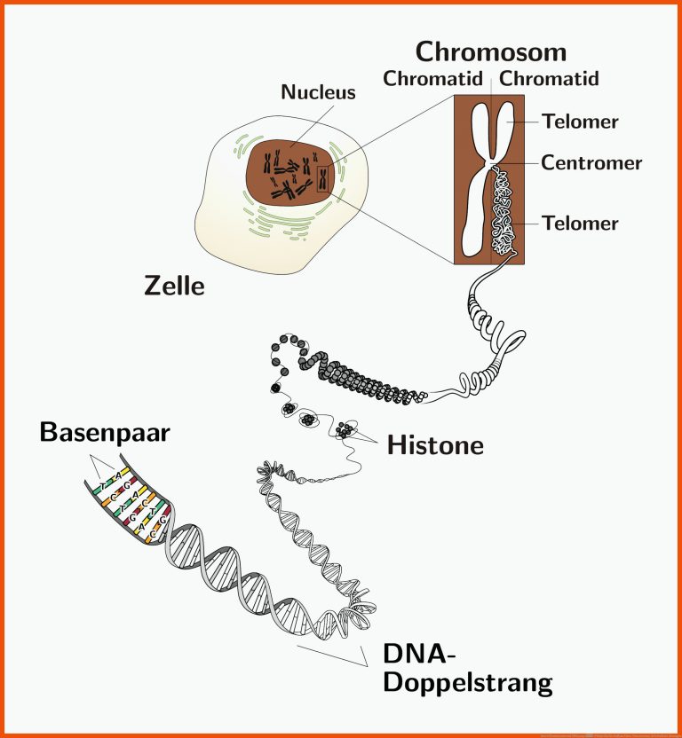 Datei:Chromosom und DNA.png â Wikipedia für aufbau eines chromosoms arbeitsblatt lösungen